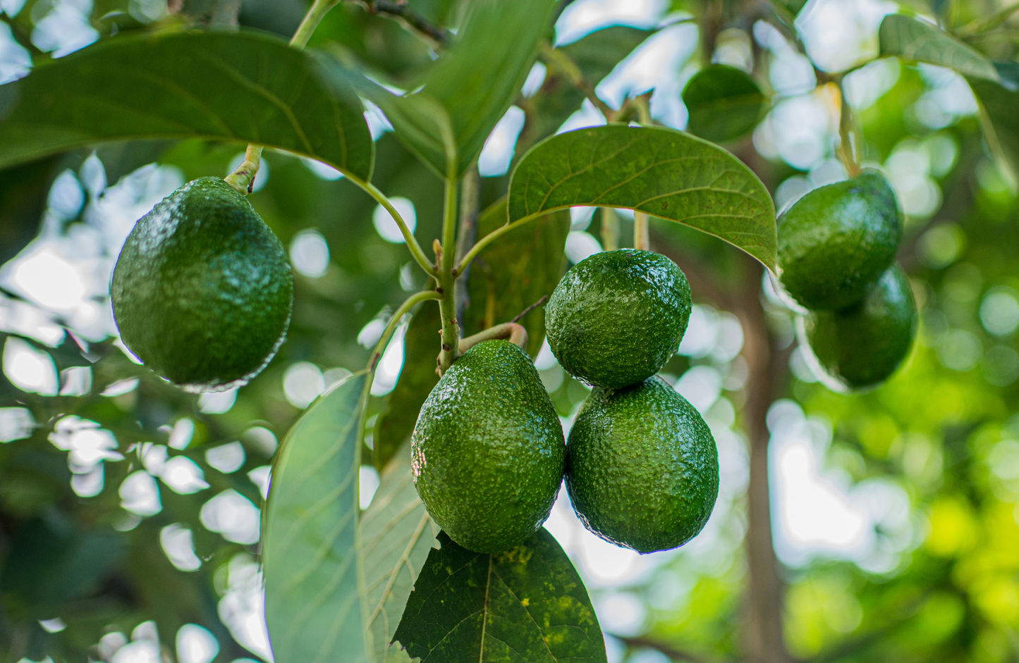 Pack of Hass Avocados