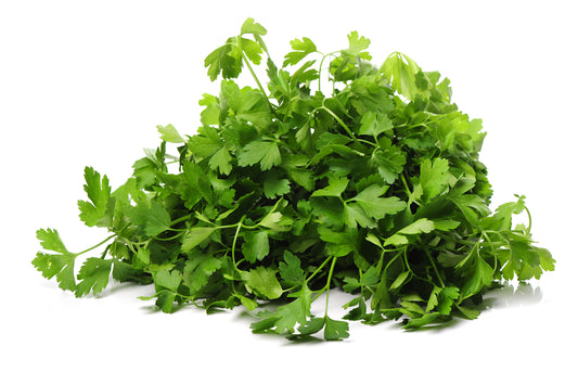 Coriander